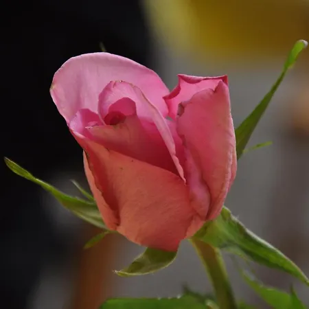 Weinschanke Rohdental Hotel Hessisch Oldendorf